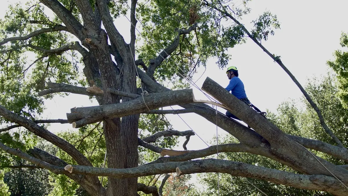 Professional Crown Thinning performed by certified arborists in Rosharon