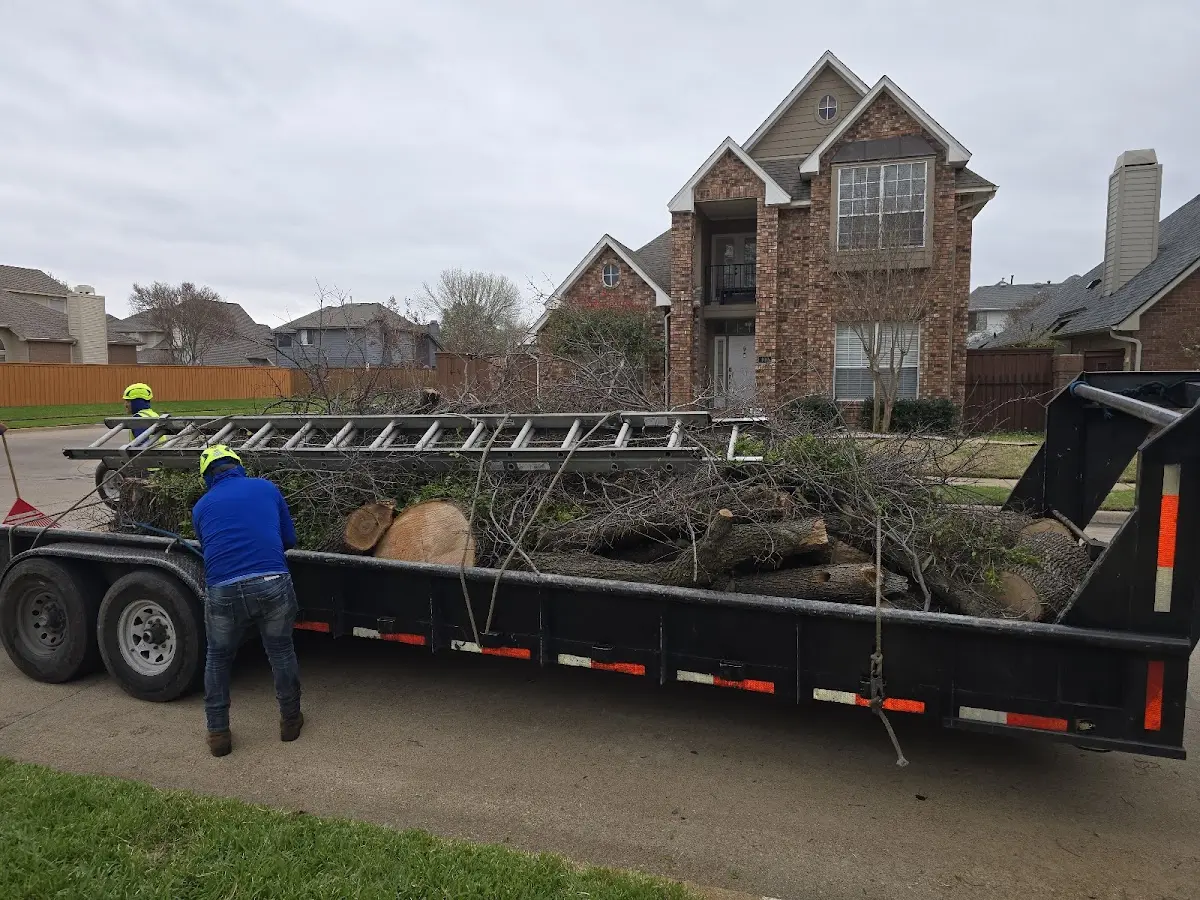 Expert Tree Removal with proper safety equipment in Rosharon